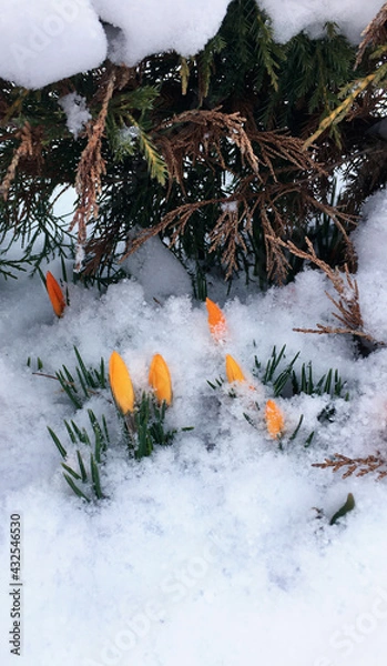 Fototapeta spring yellow flowers. primroses
