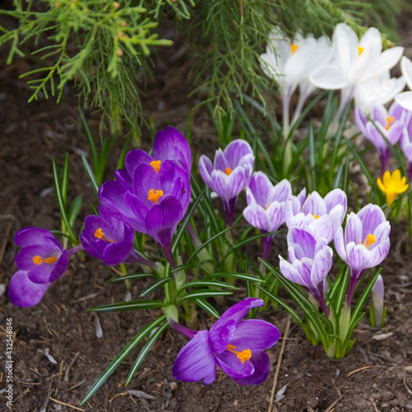 Fototapeta Beautiful spring lilac crocuses