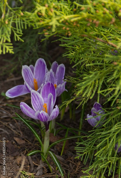 Fototapeta Beautiful spring lilac crocuses