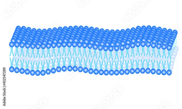 Obraz 3D Cell membrane [phospholipid bilayer]