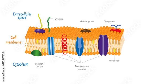 Obraz Lipid bilayer [cell membrane] 