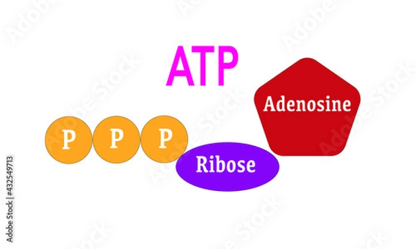 Obraz ATP [Adenosine triphosphate]