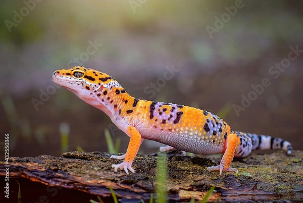 Obraz Leopard Gecko on Branch