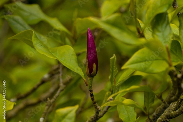 Fototapeta magnolia blooms
