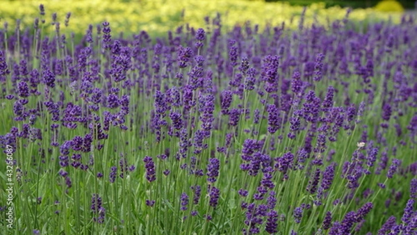 Obraz Lavendel (Lavandula)