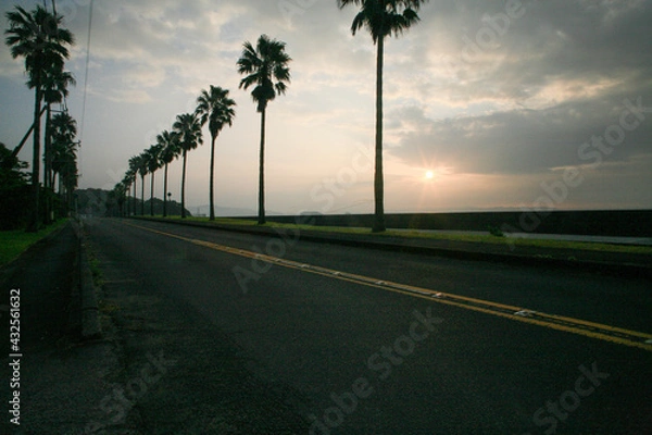 Fototapeta 夏の朝日が差すヤシの木の道路