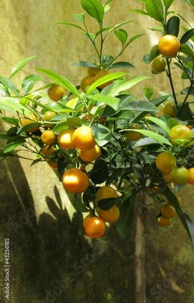 Obraz Mandarinenbaum (Citrus reticulata)
