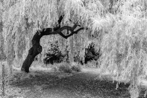 Obraz Willow Tree in Black and White