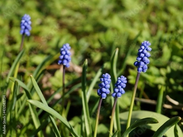 Obraz Blue spring flowers on green grass background 