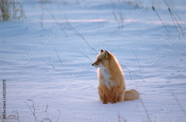 Obraz 夕陽の雪原に座るキタキツネ（北海道・野付半島）
