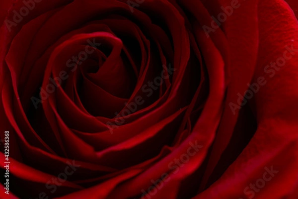 Fototapeta バラのクローズアップ