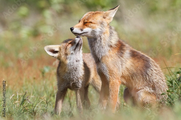 Obraz red fox with cub