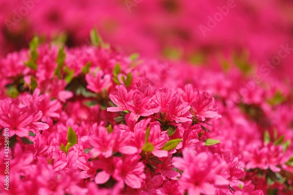 Obraz ツツジ
Azaleas