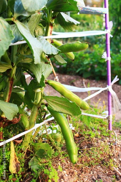 Obraz 家庭菜園で作ったソラマメの実