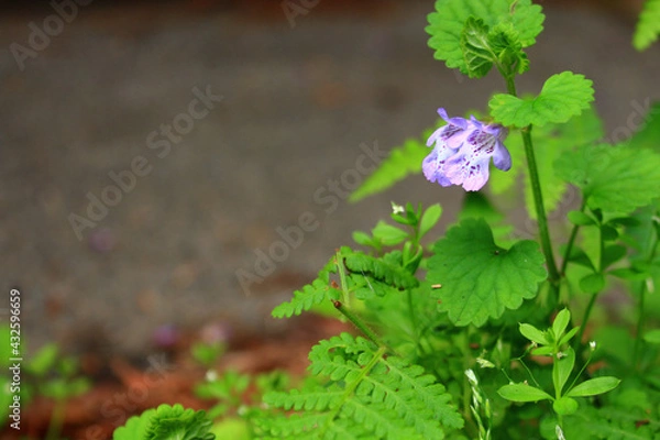 Obraz 道端に咲くカキドオシの花