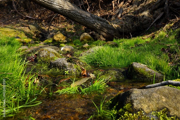 Fototapeta 清らかな小川の流れと苔むした岩や水草
