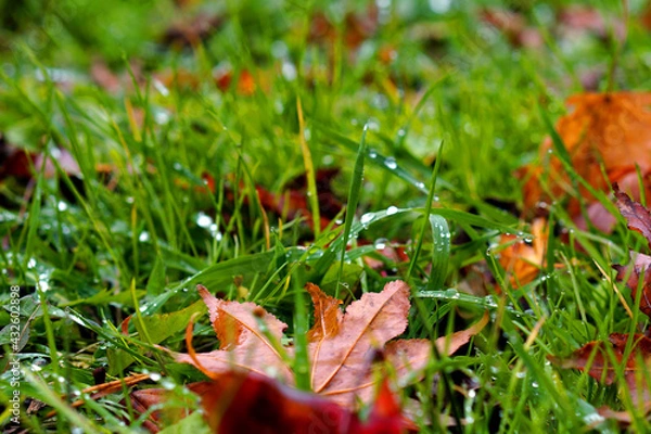 Fototapeta 草に水滴が残る雨上がりの緑の風景