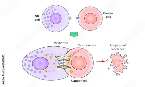 Obraz  NK cell kills cancer cell [granzymes and perforins]