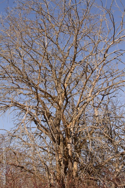 Fototapeta natural texture early spring tree branches without foliage