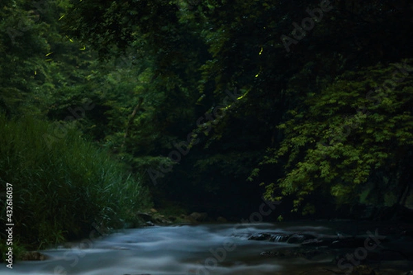 Obraz ゲンジボタル