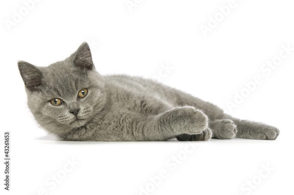Obraz British short haired grey cat