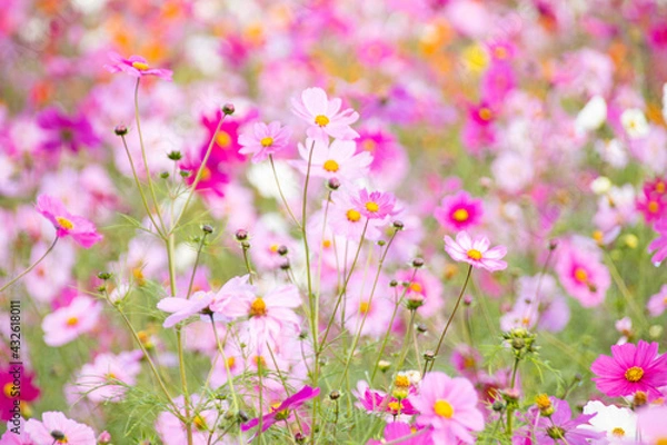Obraz コスモス畑