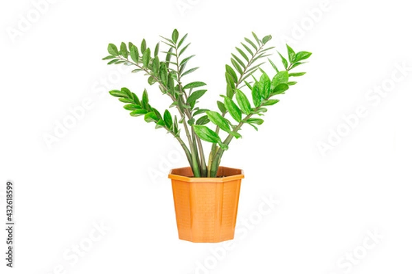 Fototapeta Zanzibar gem, aroid palm or arum fern in pot isolated on white background.
