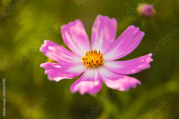 Fototapeta マクロなコスモス