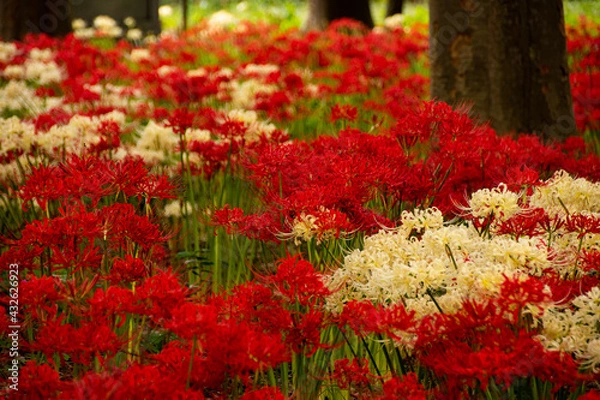 Fototapeta 曼珠沙華彼岸花