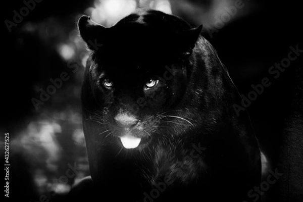 Obraz Panthère Noire
