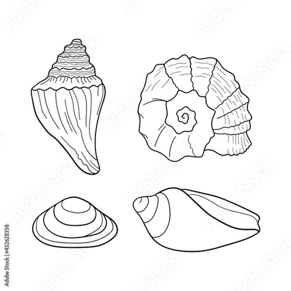Fototapeta Seashells vector set. Collection of shells different forms. Marine set. Hand-drawn illustrations of engraved line. Design element for invitations, greeting cards, posters, banners, flyers and more.