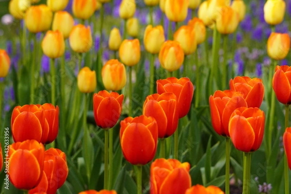 Fototapeta 赤と黄色のチューリップ