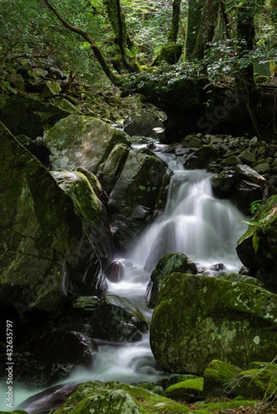 Fototapeta 涼しげな渓谷