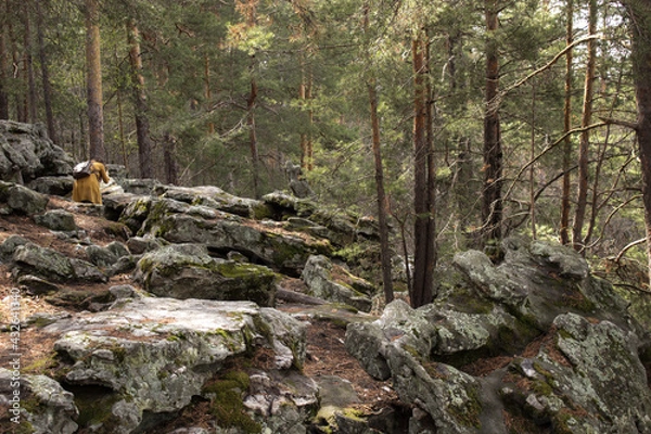 Fototapeta Beautiful view of huge pine trees in a forest with moss covered boulders. Rachaiskiy Alps, Samara