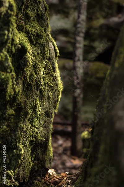 Fototapeta Beautiful view of huge pine trees in a forest with moss covered boulders. Rachaiskiy Alps, Samara