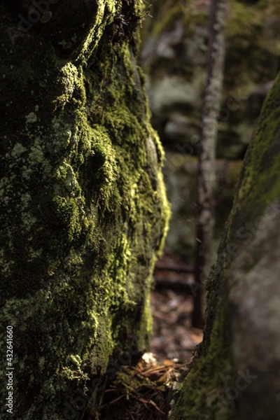 Fototapeta Beautiful view of huge pine trees in a forest with moss covered boulders. Rachaiskiy Alps, Samara