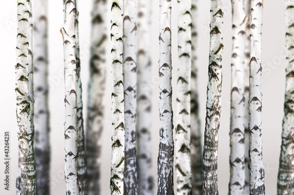 Obraz naturalne tło - brzoza - tapeta