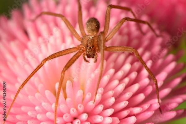 Obraz pink flower on spider macro shot
