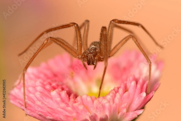 Obraz pink flower on spider macro shot