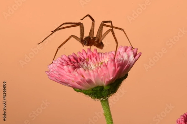 Obraz pink flower on spider macro shot