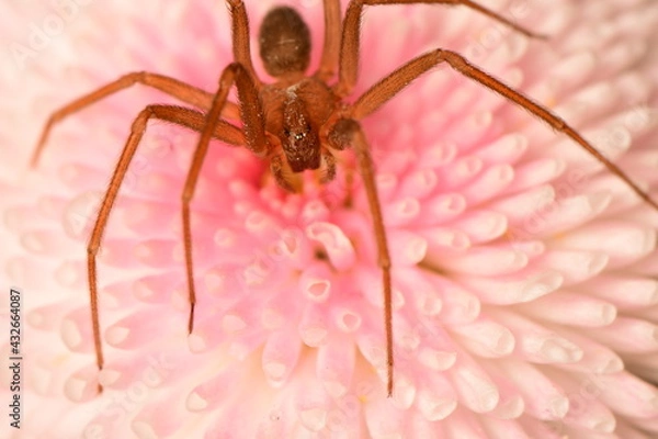 Obraz pink flower on spider macro shot