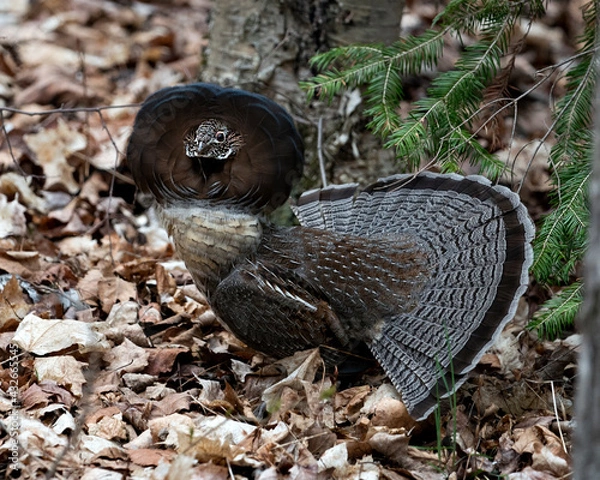Fototapeta Partridge Stock Photos. Grouse struts mating plumage.  Mating season. Fan tail. Brown colour feathers plumage. Spring season. Image. Portrait. Picture.