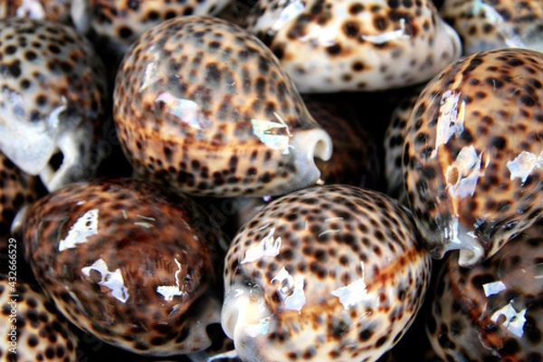Fototapeta Spotted round seashells