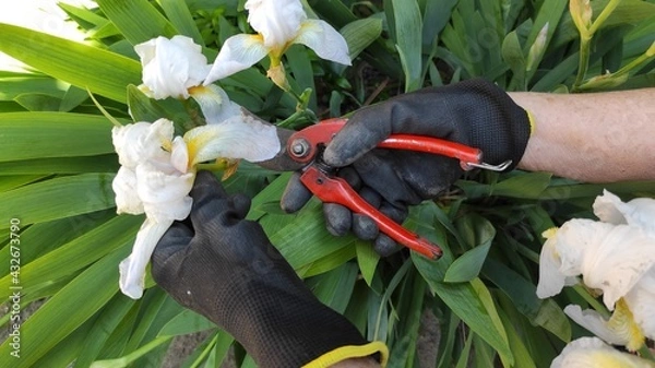 Obraz Working woman's hand in spring garden with pruners. outdoor summer sprint beauty. 