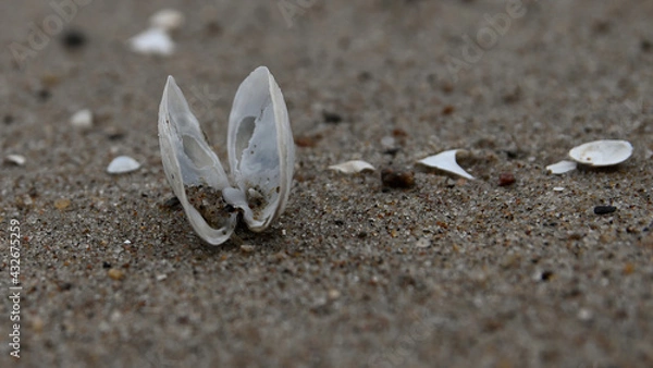 Obraz seashell, sea shells, beach, Baltic