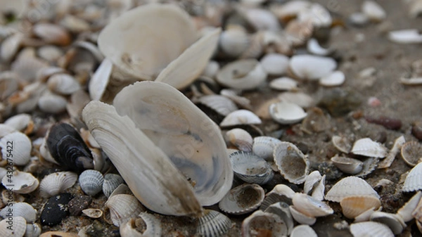 Obraz seashell, sea shells, beach, Baltic