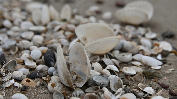 Obraz seashell, sea shells, beach, Baltic