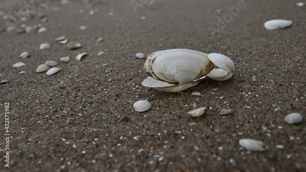 Obraz seashell, sea shells, beach, Baltic