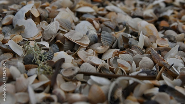 Obraz seashell, sea shells, beach, Baltic