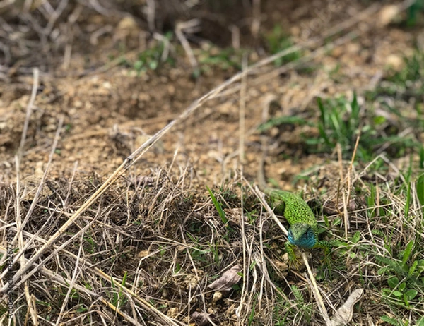 Fototapeta Beautiful green lizard with  with colorful blue pattern skin, crawls on the ground between dry and green grass. Closeup, macro shot